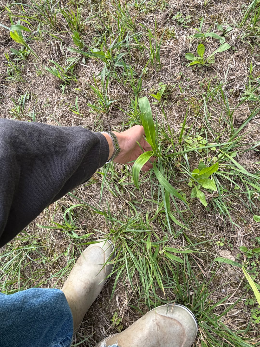 Customer photo review of Dove & Quail Plot