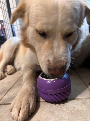 Customer photo review of FreezJumbo™ – Our Biggest & Toughest Enrichment Toy Ever