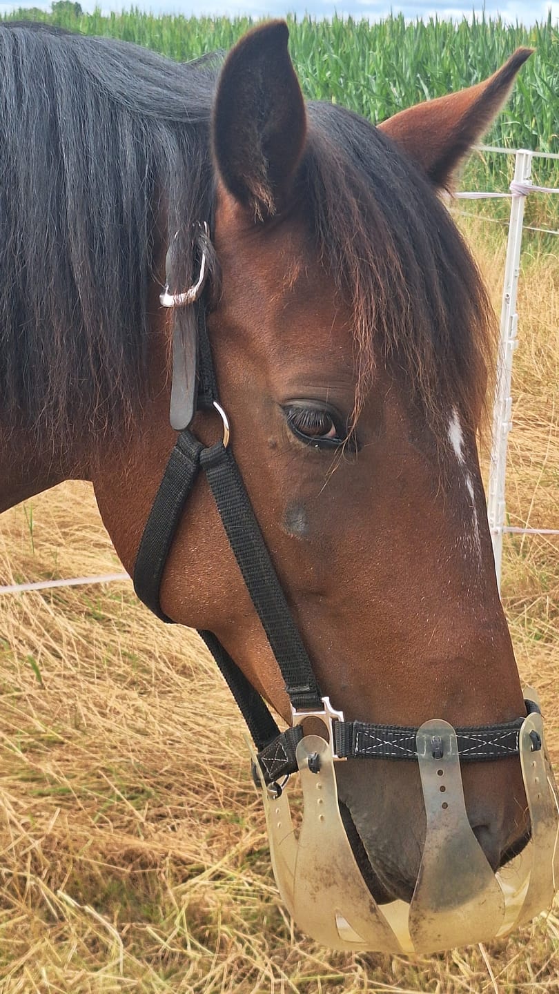 Customer photo review of ThinLine Flexible Fressbremse