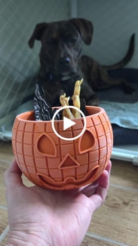Customer photo review of FreezPumpkin Limited Halloween Edition Dog Toy