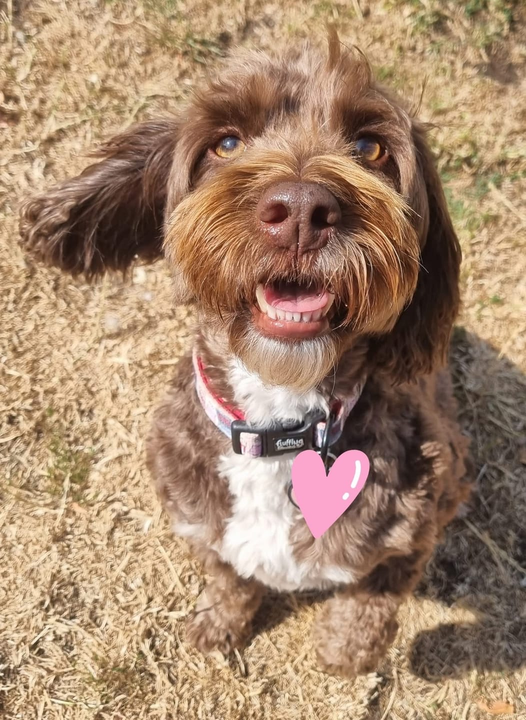 Customer photo review of Collar - Fluff And Chill