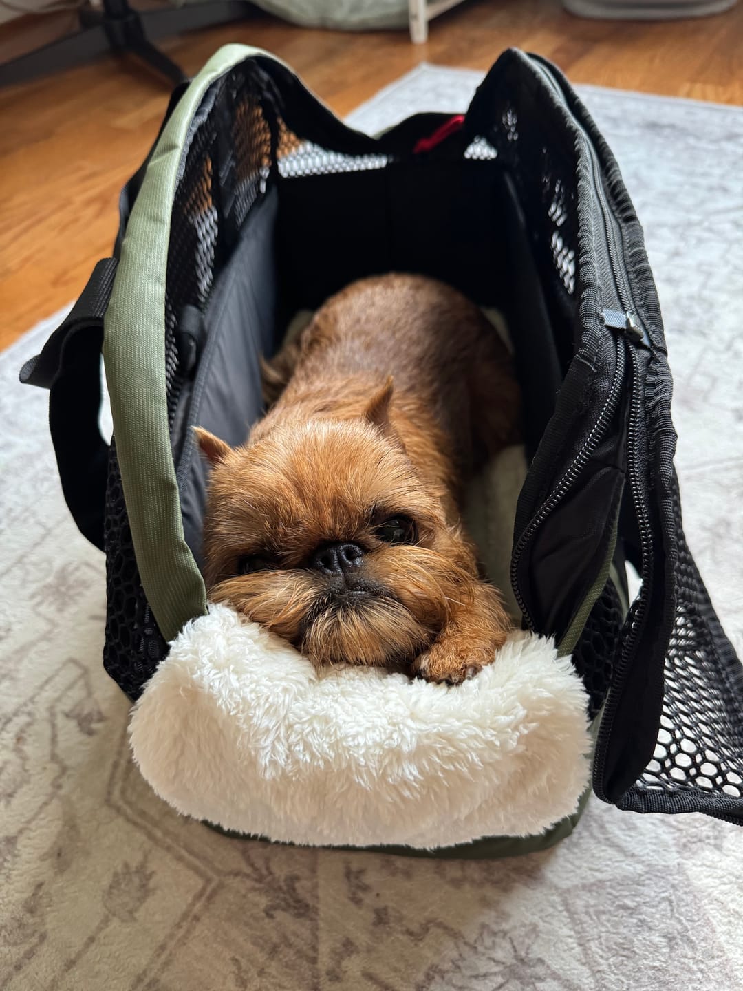 Customer photo review of PAWD Pet Carrier Bag