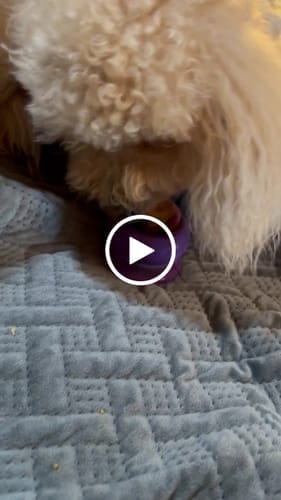Customer photo review of Freezball - Durable Fillable Dog Chew Bone