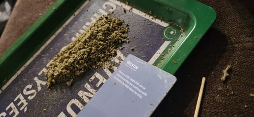 Tropicana Cookies - Pack of Pre-Rolls (10 Pack) - Sativa photo review