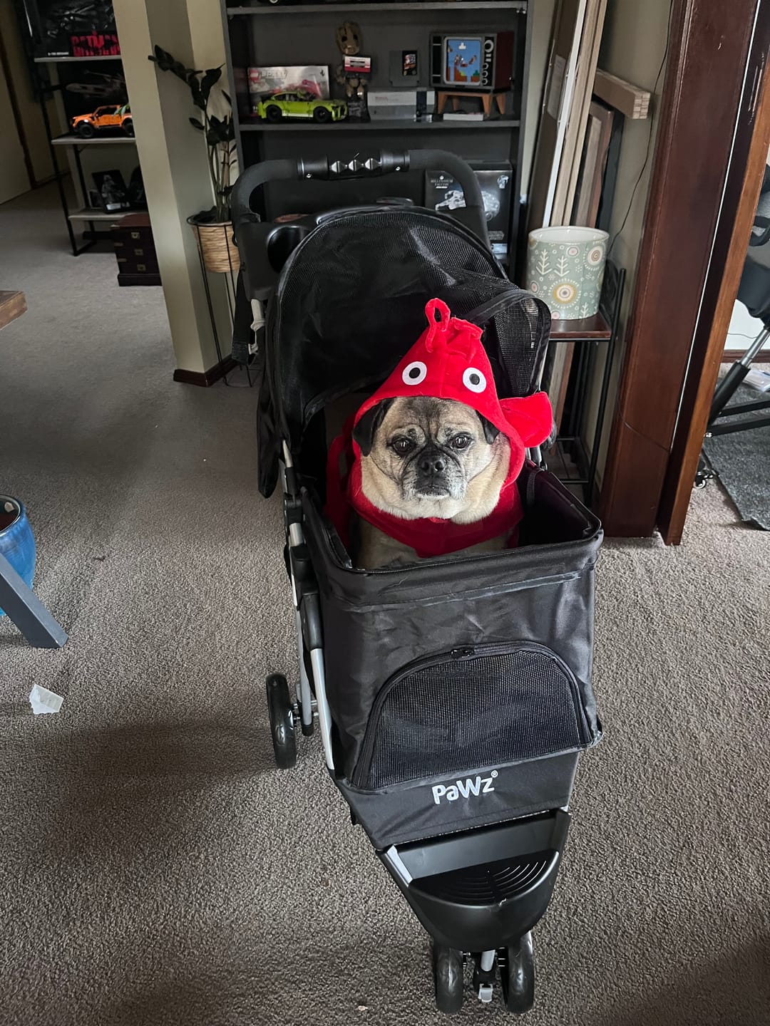 Customer photo review of Large Dog Stroller - 3 Wheels