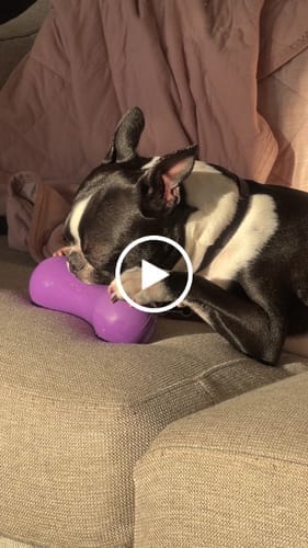 Customer photo review of Freezstick - Indestructible Enrichment Chew