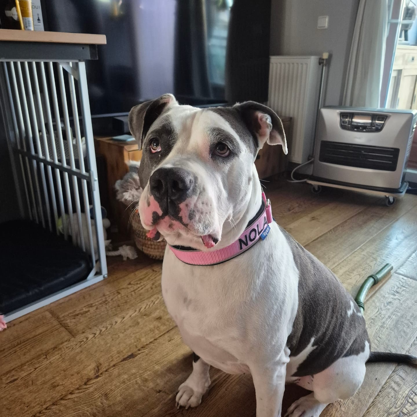 Customer photo review of Personalised Dog Collar with Name - Neoprene - L | Extra wide 4 cm