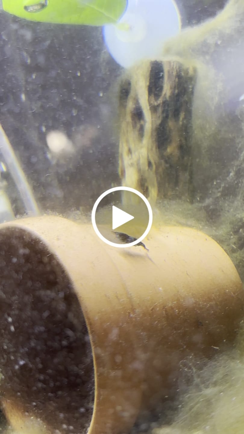 Customer video review of Green Rili Shrimp