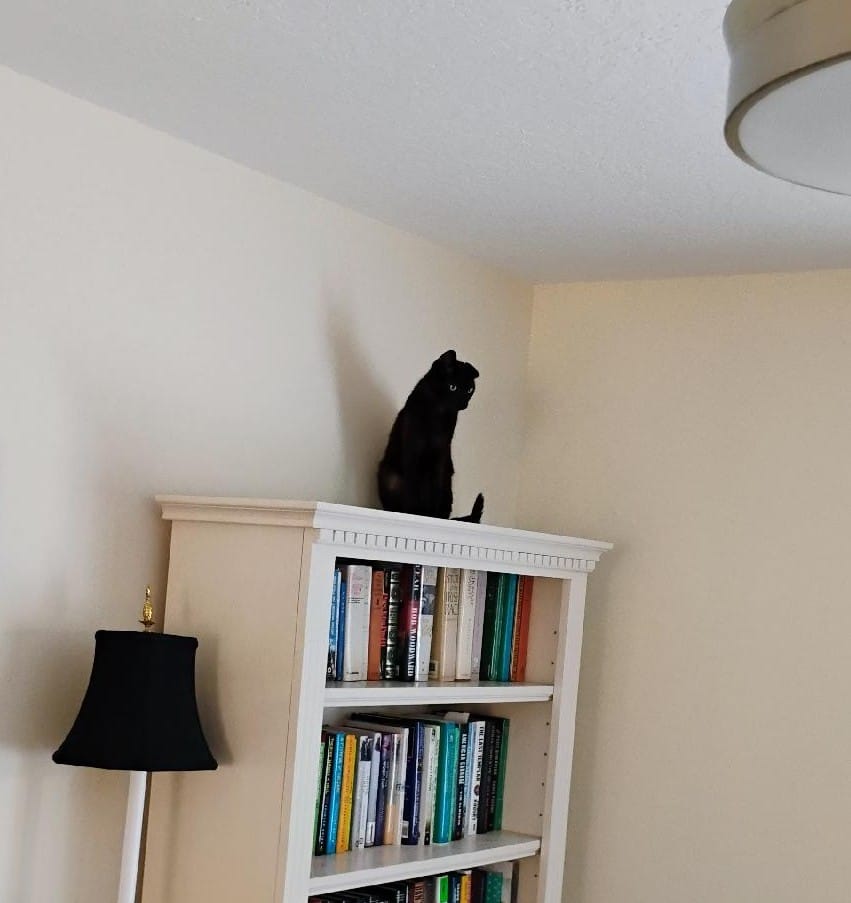 Customer photo review of Black Cat Society Tee