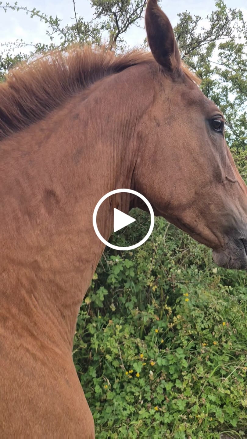 Customer video review of HorseHalo™ 8 Heads Red Light Massage Gun