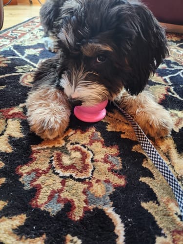Customer photo review of Freezball - Durable Fillable Dog Chew Bone