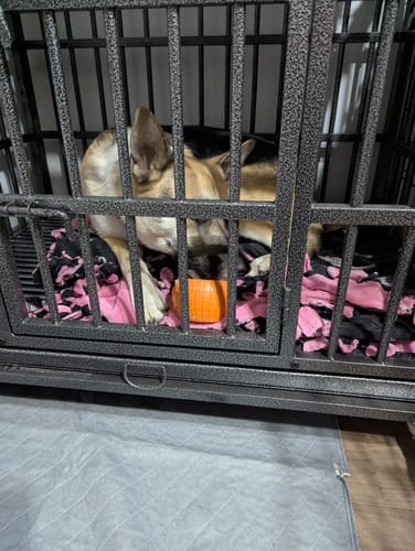 Customer photo review of FreezPumpkin Limited Halloween Edition Dog Toy
