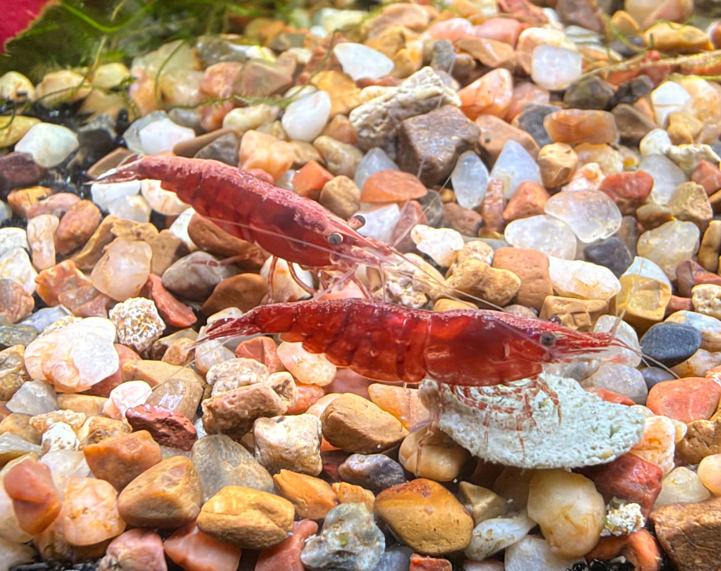 Customer photo review of Fire Red Cherry Shrimp