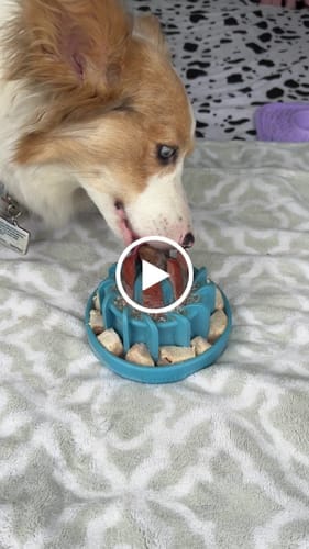 Customer photo review of FreezWheel - Durable Interactive Chew