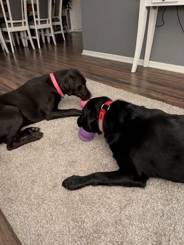 Customer photo review of Freezball - Durable Fillable Dog Chew Bone