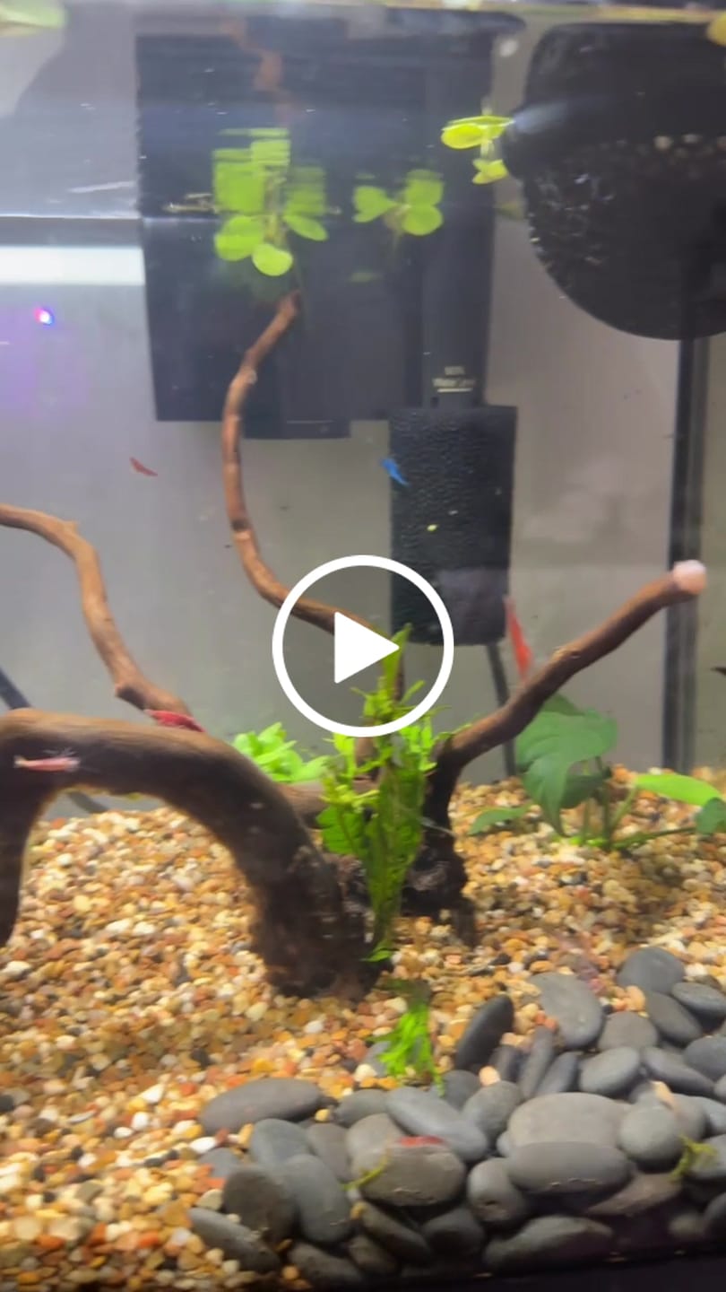 Customer video review of Skittles Shrimp