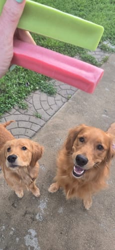 Customer holds a pink and a green Himalayan Yak Chew for two eager golden retrievers waiting below.