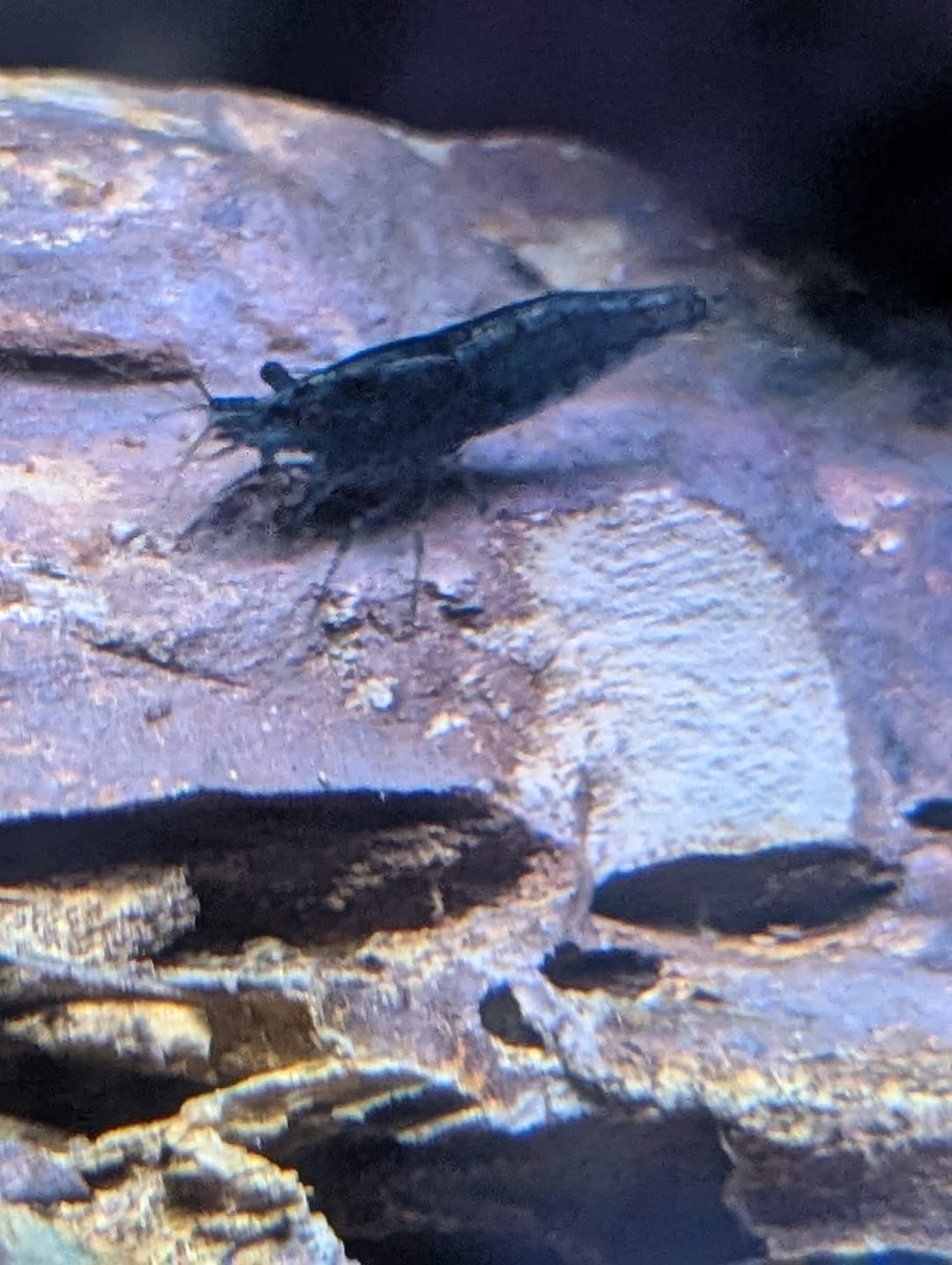 Customer photo review of Blue Dream Neocaridina Shrimp