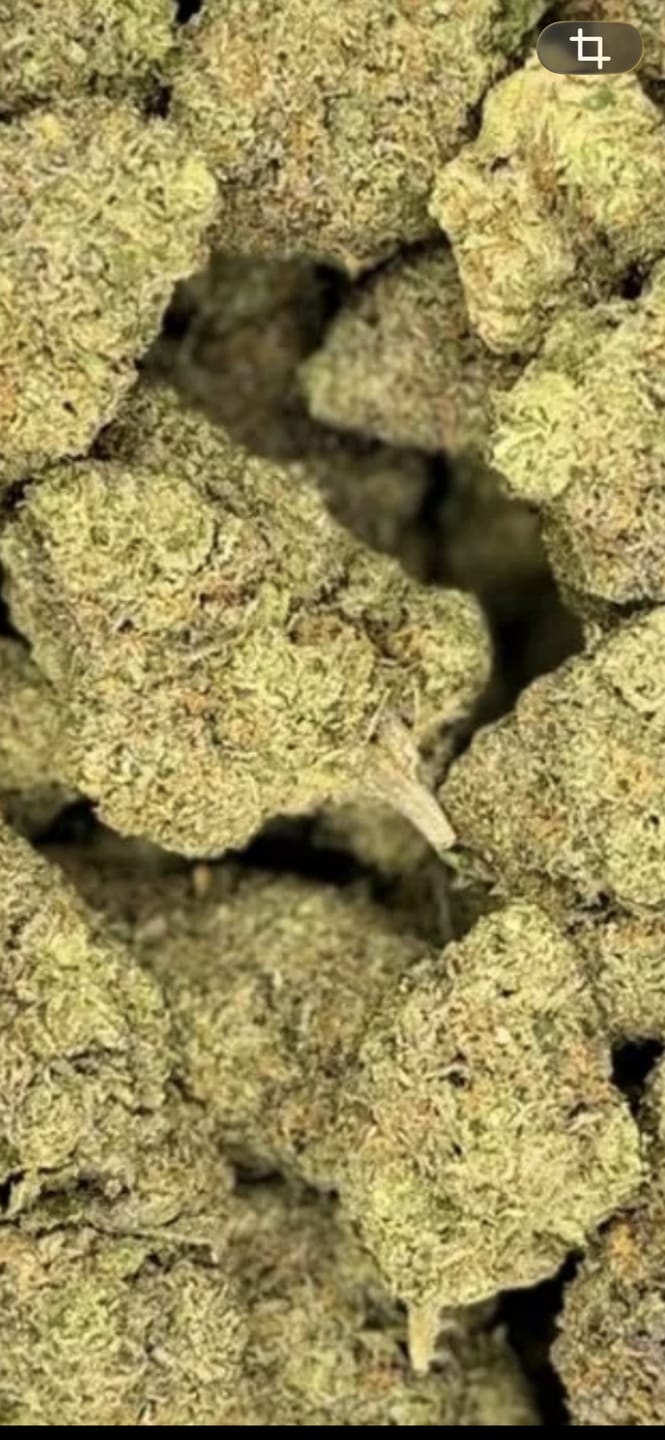 Customer photo review of Black Runtz Exotic THCA