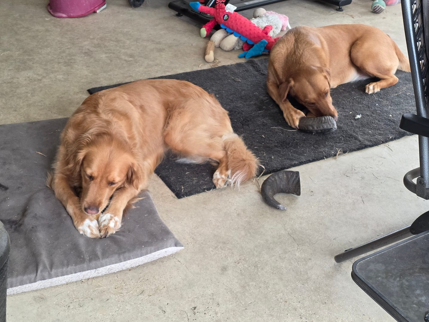 Customer photo review of Chew Combo for Large Dogs 55 - 80 lbs