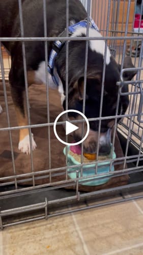 Customer photo review of Freezflower Cup -  Frozen Treat Cup for Calm, Happy Dogs