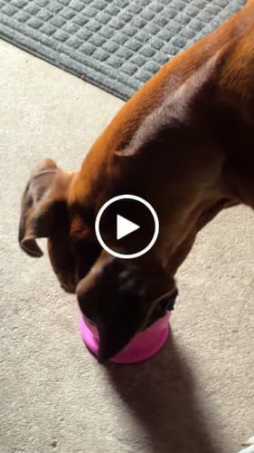 Customer photo review of Freezball - Durable Fillable Dog Chew Bone
