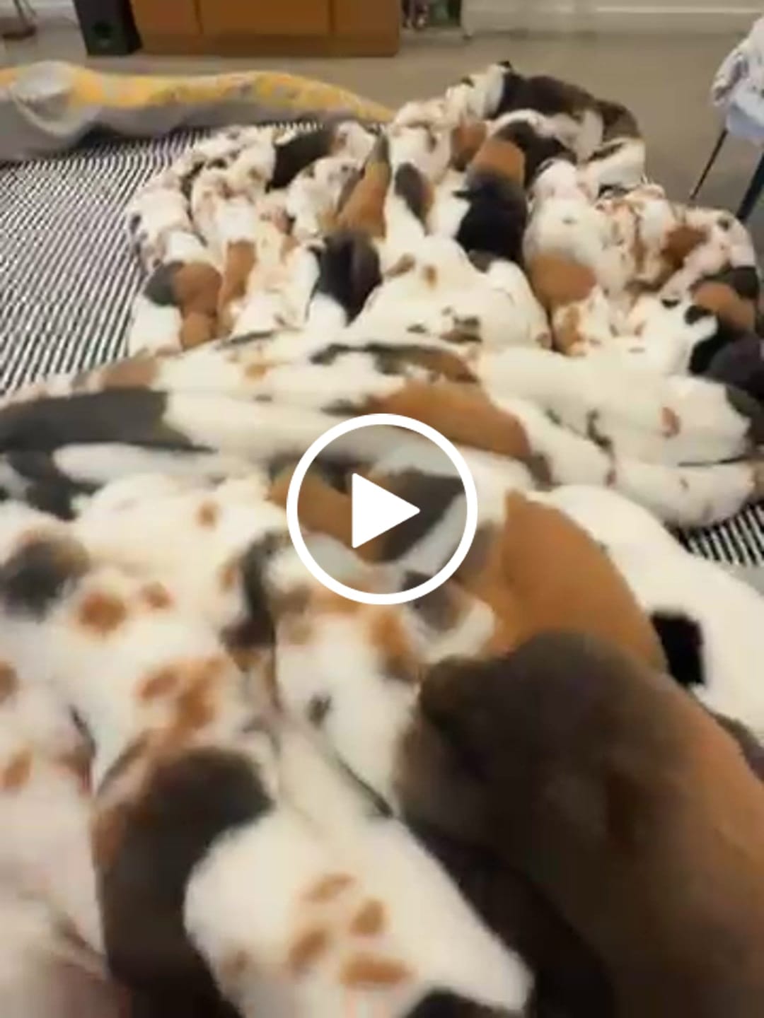 Customer video review of Highland Hugs