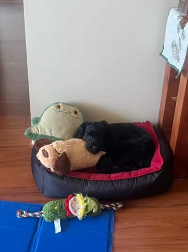Customer photo review of Psi śpioszek - kojący pluszak dla psów