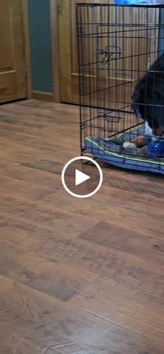 Customer photo review of Freezflower Cup -  Frozen Treat Cup for Calm, Happy Dogs