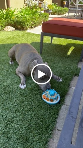 Customer photo review of FreezLava Heavy-Duty Enrichment Chew