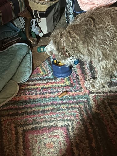 Customer photo review of FreezCup - Long-Lasting Chew Fun