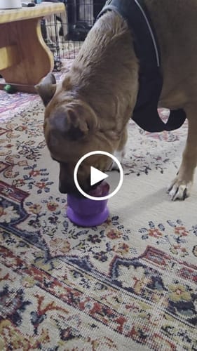 Customer photo review of FreezCup - Long-Lasting Chew Fun