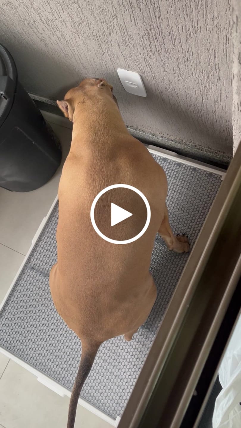 Customer video review of Weasy Cão | Banheiro inteligente para cachorro