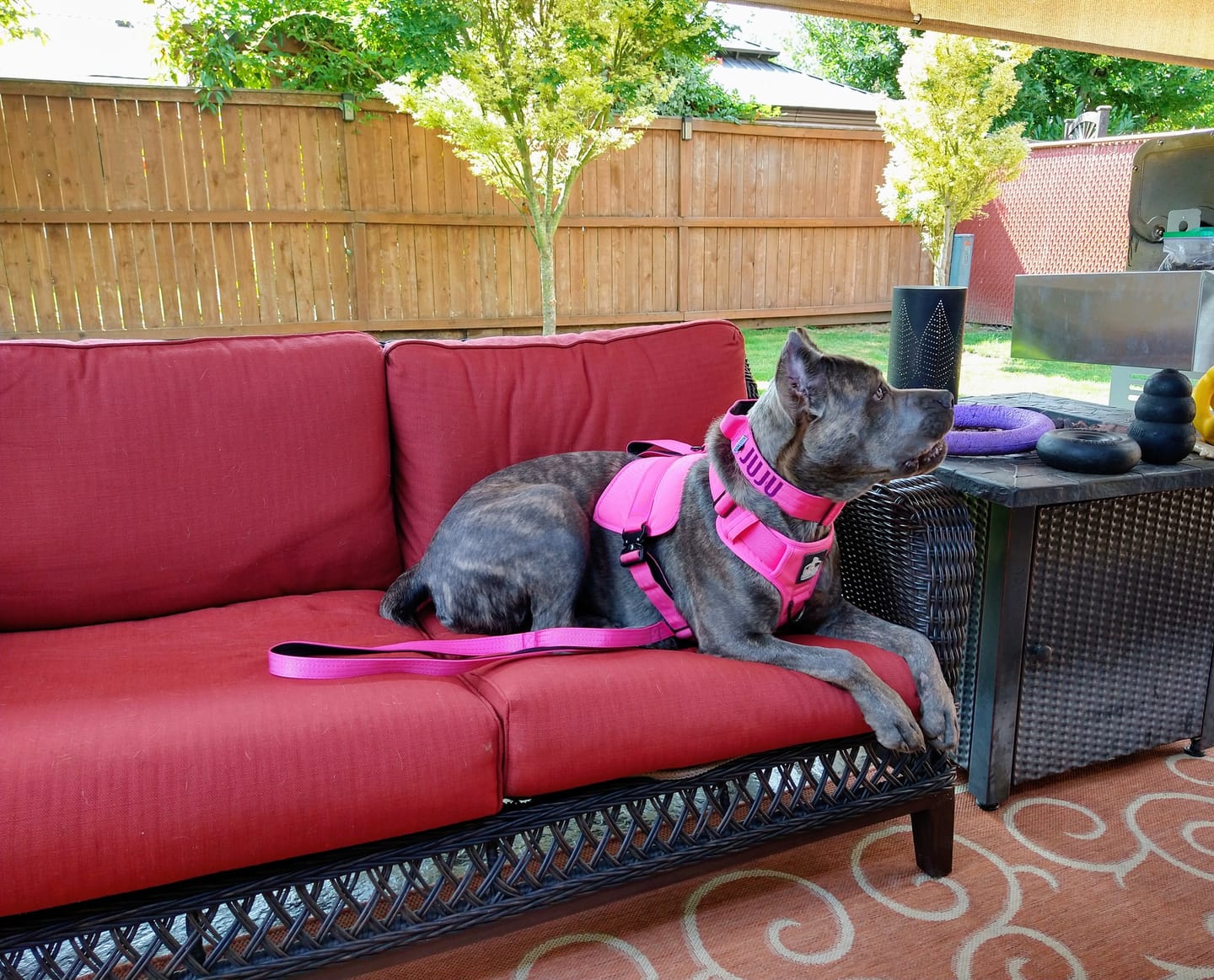 Customer photo review of Matching Pink 6' Bully Proof Leash