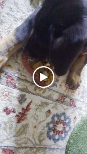 Customer photo review of FreezHeart - Durable Heart Enrichment Chew