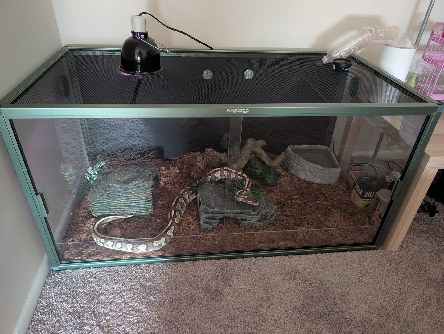 Customer photo review of 120 Gallon Bearded Dragon Enclosure 4x2x2