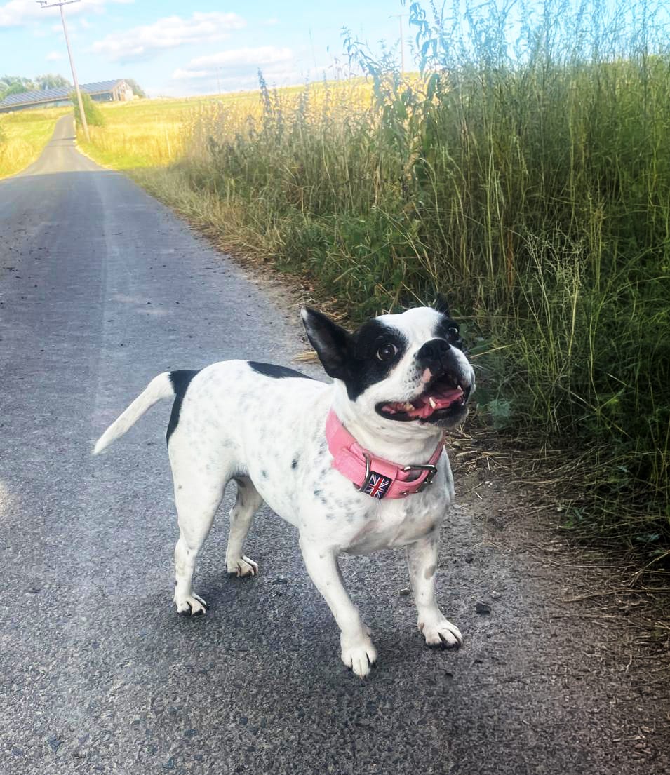 Customer photo review of Staffordshire Bull Terrier 1935® Nylon Collar - Baby Pink