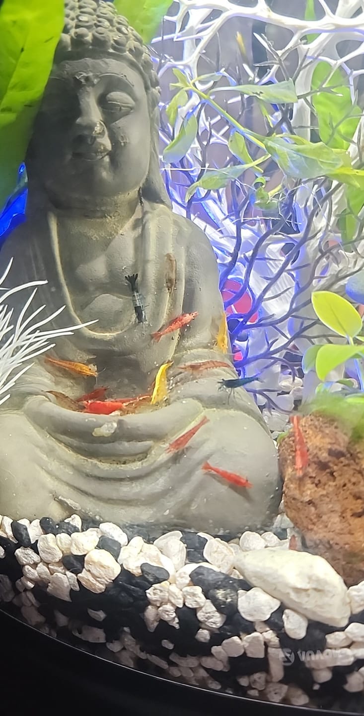Customer photo review of Skittles Shrimp