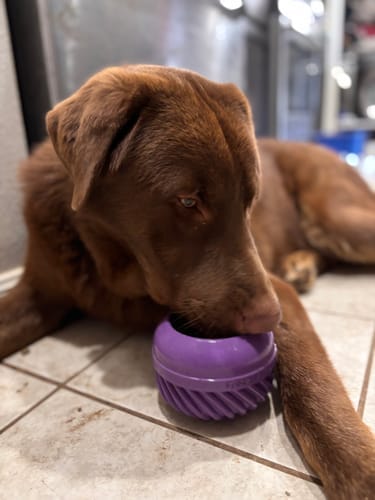 Customer photo review of FreezJumbo™ – Our Biggest & Toughest Enrichment Toy Ever