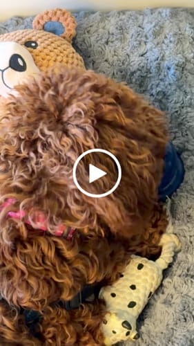 Customer photo review of Freezball - Durable Fillable Dog Chew Bone