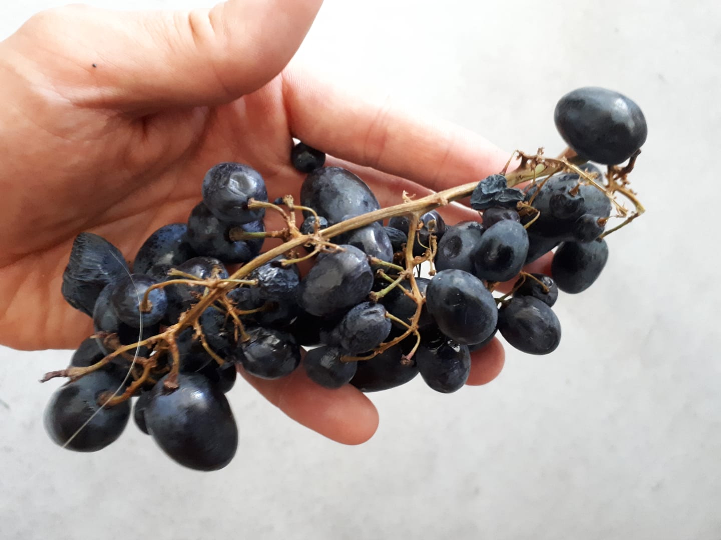 Customer photo review of Trauben Mix mit Kern Bio von Elisa aus Sizilien