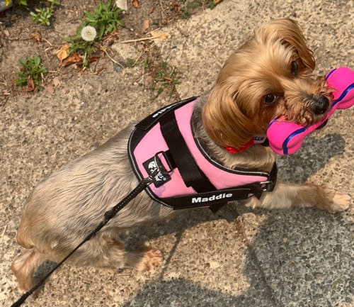 Reviewer's dog, Maddie, wearing the pink Personalized Dog Harness with her name on it while holding a toy.