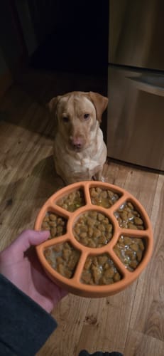 Customer photo review of FreezWheel - Durable Interactive Chew