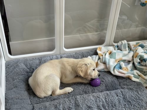 Customer photo review of Freezstick - Indestructible Enrichment Chew