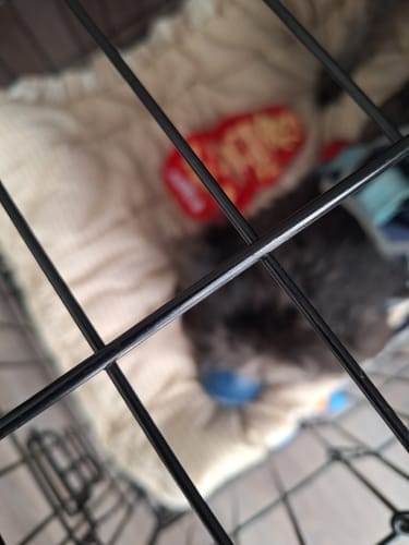 Customer photo review of FreezPumpkin Limited Halloween Edition Dog Toy