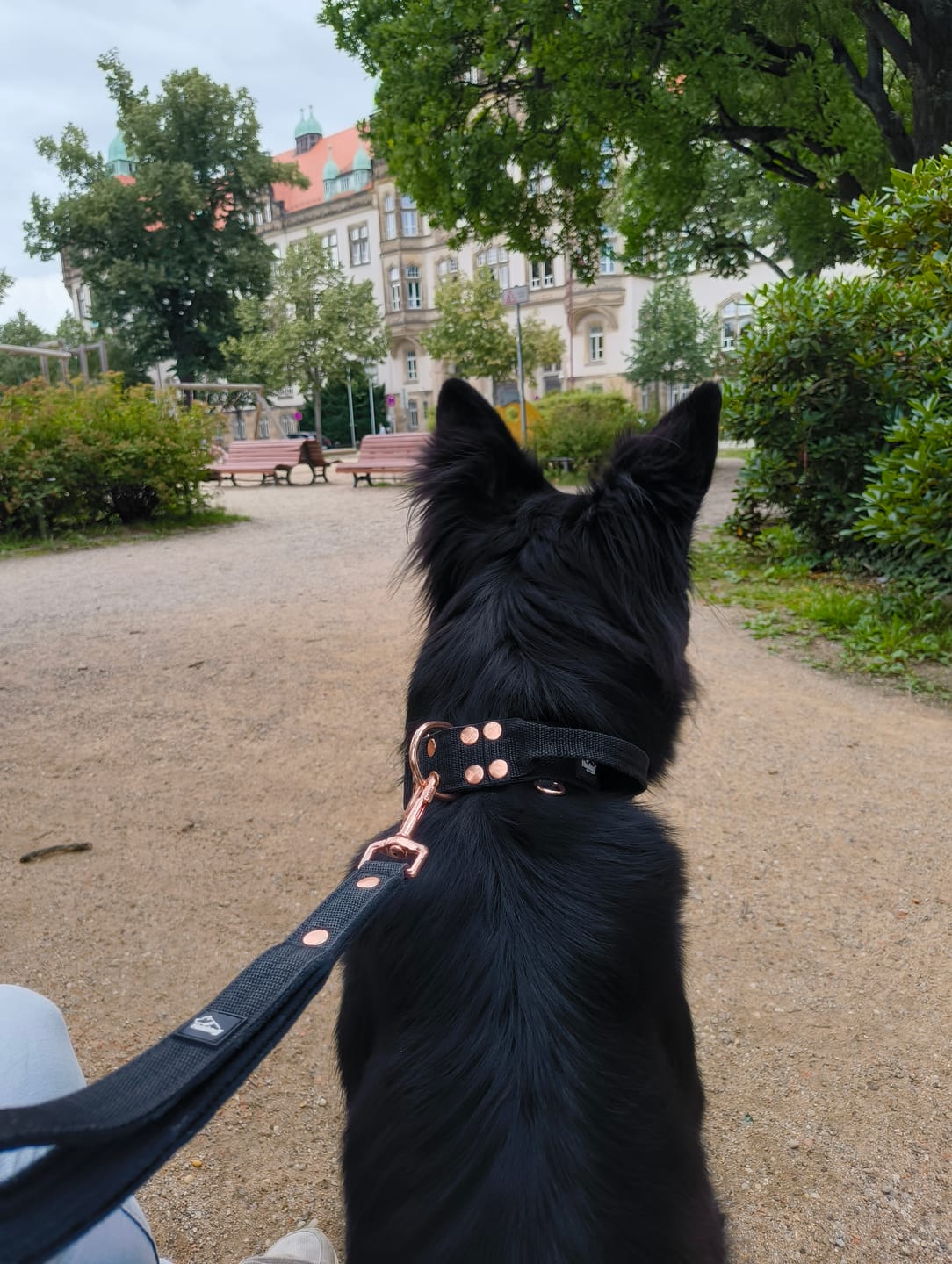 Customer photo review of Guard Leash Rose Edition Svart - Väktarkoppel med extra handtag