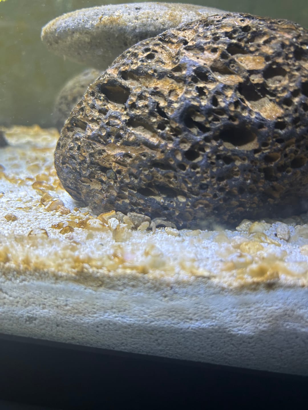 Customer photo review of Freshwater Pom Pom Crab (Ptychognathus barbatus)