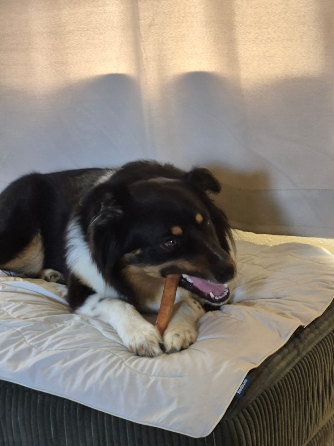 Customer photo review of 6 Inch Jumbo Bully Stick