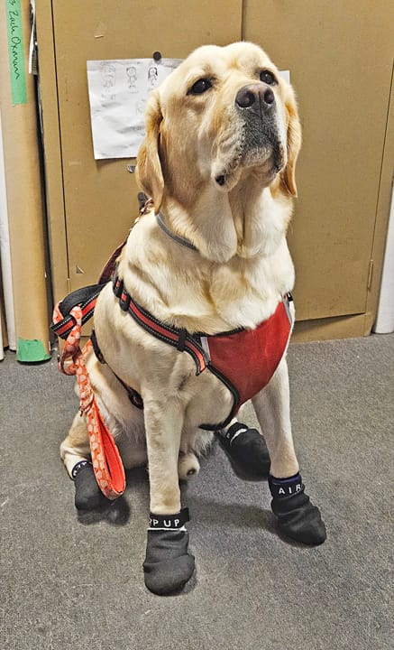 Customer photo review of AIR PUP SPRINTERS - SET OF 4