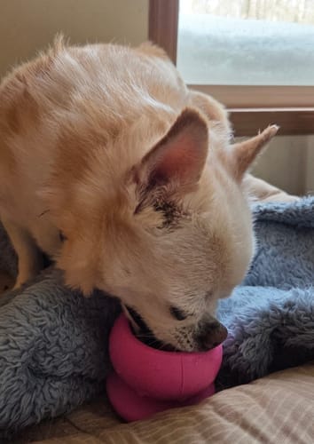 Customer photo review of Freezball - Durable Fillable Dog Chew Bone